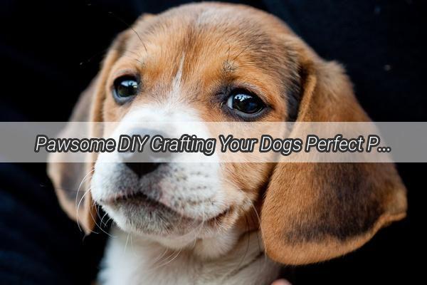 Pawsome DIY Crafting Your Dogs Perfect Pair of Shoes